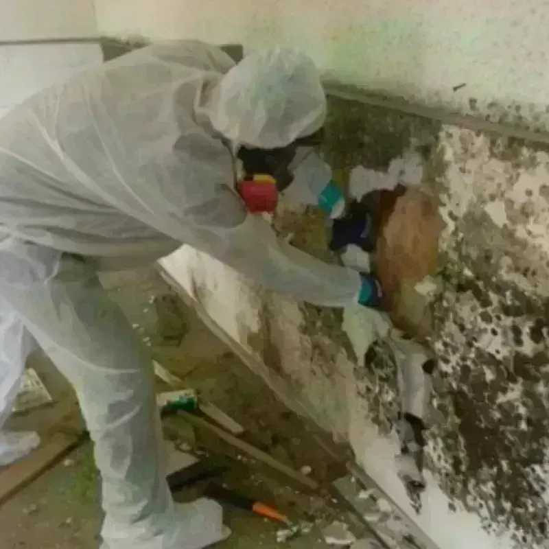 Mold Remediation and Removal in Swarthmore, PA